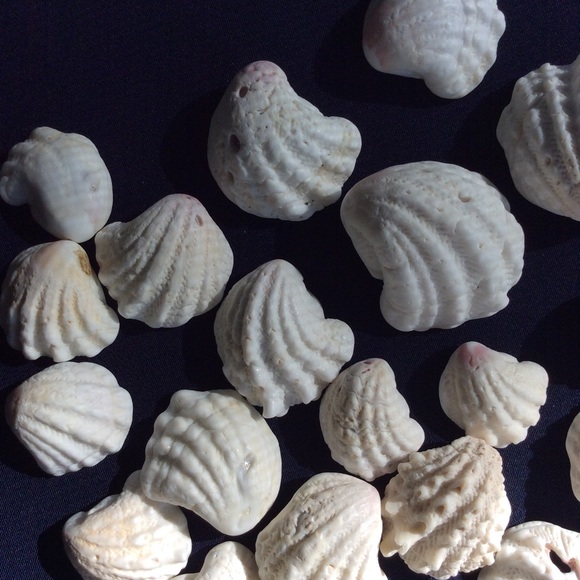 Seashells - Picture 5 of 5